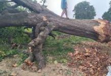 वृक्ष संरक्षण अधिनियम के तहत 2 ग्रामीण गिरफ्तार, 61पेड़ की इजाजत लेकर काटे 82 पेड़