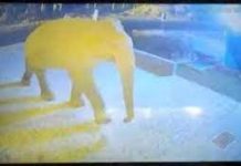 हाथी ने पेट्रोल पंप में घुसकर सूंड से तोड़ी दीवार