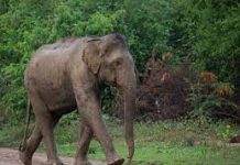 गंगा किनारे सो रहे फक्कड़ को हाथी ने उतारा मौत के घाट, एक घायल का अस्पताल में चल रहा उपचार