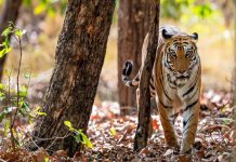 प्रदेश में पर्यटन गतिविधियां बढ़ने से बढ़ रहे हैं बाघ के हमले