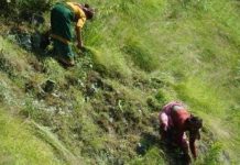 उत्तरकाशी के मथोली गांव में ‘दि विमिन विलेज संस्था’ आयोजित करेगी घास काटने की प्रतियोगिता