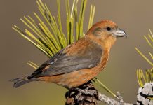 पिथौरागढ़ : मुनस्यारी में आठ साल बाद दिखाई दिया दुर्लभ रेड क्रॉसबिल पक्षी