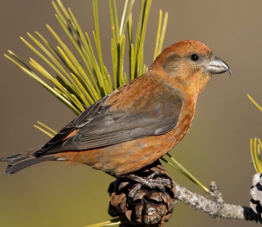 पिथौरागढ़ : मुनस्यारी में आठ साल बाद दिखाई दिया दुर्लभ रेड क्रॉसबिल पक्षी