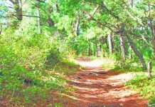 माइक्रो प्लान के तहत विकसित होंगी 70 वन पंचायतें