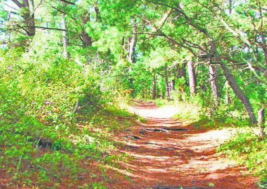 माइक्रो प्लान के तहत विकसित होंगी 70 वन पंचायतें