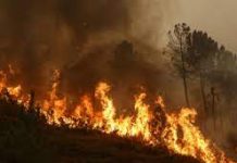 उत्तराखंड में पारा बढ़ने से जंगलों में आग की घटनाएं बढ़ी