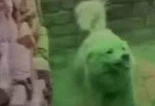 डॉगी पर रंग डालते हुए इंस्टाग्राम पर रील बनाना पड़ा भारी