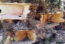 चिपको आंदोलन वाले क्षेत्र कांचुला के कई पेड़ों को पहुंचाया गया नुकसान, वन विभाग की टीम जाँच में जुटी