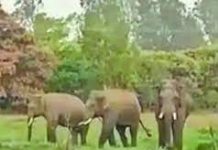 हाथियों के झुंड ने गन्ने के खेत में घुसकर मचाया आतंक