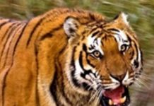 दादी के साथ शादी में जा रहे आठ साल के मासूम बालक को गुलदार ने बनाया अपना शिकार