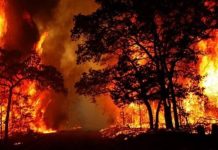 वनाग्नि के 1558 घटनाओं में 2581 हेक्टेयर जंगल का नुकसान