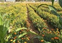 प्रदेश में जैविक उत्पादों को पहचान दिलाने के लिए सरकार की नई पहल