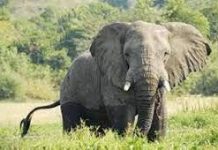 हाथी के हमले से एक पुलिसकर्मी की मौत दुसरे ने भाग कर बचाई जान