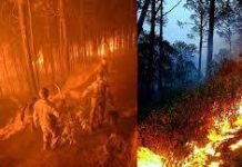 जंगल की आग ने लिया विकराल रूप, सेना भी जंगल की आग बुझाने में जुटी