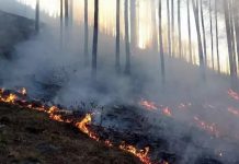 उतराखंड मे लगातार बढ़ रही वनग्नि की घटनाएं