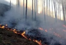 सरला छानी के निकट छावनी परिषद के जंगल में लगी भीषण आग बीस घंटे के बाद भी काबू पाना मुश्किल