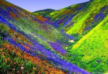 यूनेस्को की विश्व धरोहर फूलों की घाटी पर्यटकों के स्वागत के लिए तैयार