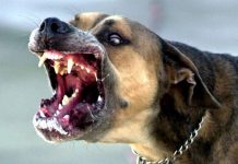 हरिद्वार में कुत्ते का आतंक, 25 लोगों को किया घायल