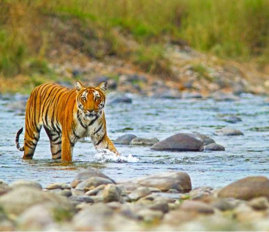 राष्ट्रीय पार्कों में बढ़ती गन्दगी और पर्यटकों के बर्ताव को लेकर जल्द जारी होगी नई गाइडलाइन