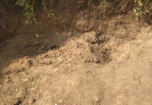 दर्दनाक: मिट्टी निकलने गई पांच महिलायें मलबे में दबी, एक की मौत चार घायल