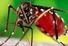 डेंगू से निपटने के लिए अभी तक नहीं किए गए पुख्ता इंतजाम