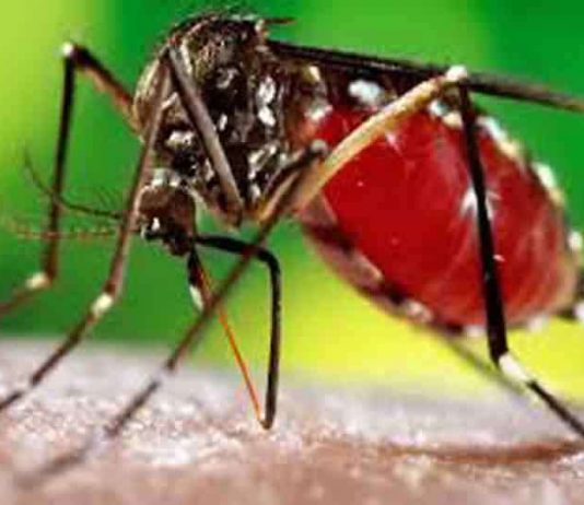 डेंगू से निपटने के लिए अभी तक नहीं किए गए पुख्ता इंतजाम