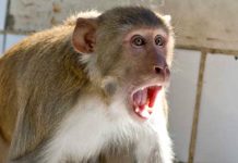 बंदरों की सर्जिकल स्ट्राइक, घर में घुसकर किया वार