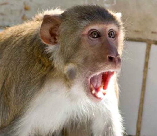 बंदरों की सर्जिकल स्ट्राइक, घर में घुसकर किया वार