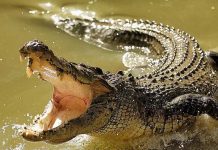 बच्चे के मोह में मगरमच्छ की चढ़ाई बलि, आरोपियों पर वन्य जीव संरक्षण अधिनियम के तहत मुकदमा दर्ज