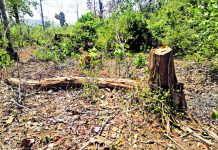 रिजर्व फॉरेस्ट में सागौन के पेड़ काटने पर दो लोगों के खिलाफ वन विभाग ने किया मुकदमा दर्ज