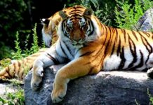 कालागढ़ टाइगर रिजर्व में बिना स्वीकृति के सरकारी धन खर्च करने पर खुली अधिकारियों की पोल