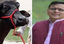 भैंस चोरी के मामले को हल्के में टरकाया, सीएम धामी के आदेश पर हुआ मुकदमा दर्ज