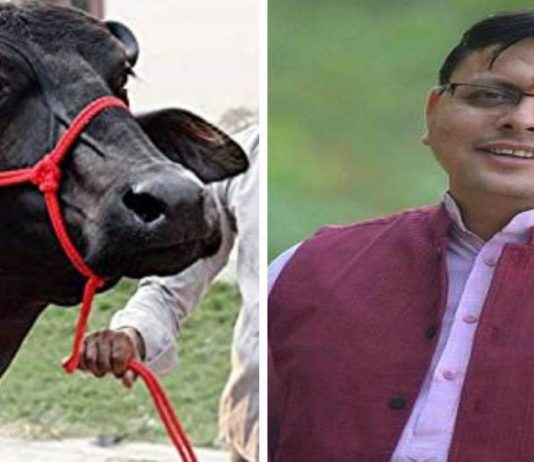 भैंस चोरी के मामले को हल्के में टरकाया, सीएम धामी के आदेश पर हुआ मुकदमा दर्ज