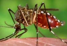 300 के पार हुए डेंगू के मरीज, डीएम ने नगर निगम को प्रत्येक वार्ड में फागिंग करवाने के दिए निर्देश