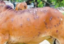 देश के 15 राज्यों में हुई लंपी वायरस की पुष्टि, एक लाख गोवंश की हुई मौत