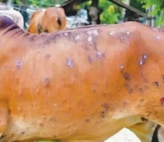 देश के 15 राज्यों में हुई लंपी वायरस की पुष्टि, एक लाख गोवंश की हुई मौत