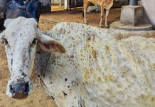 शिवराज सिंह चौहान ने लंपी वायरस को लेकर अधिकारियों के साथ की बैठक, जारी किए आवश्यक निर्देश