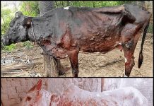 यूपी में लंपी वायरस का कहर, 15 हजार से अधिक मवेशि हुए संक्रामित, 4 की मौत