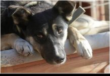 सरफिरे व्यक्ति ने बेवजह डॉगी को पत्थर मार कर उतारा मौत के घाट