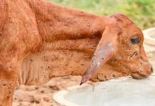 उत्तराखंड में लंपी वायरस का कहर, 4 हजार से अधिक पशु प्रभावित, 119 की मौत