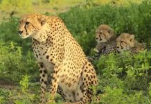 अपने जन्मदिन पर प्रधानमंत्री का देश को तोहफा, 70 साल बाद भारत में लौटे चीता