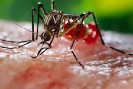 डेंगू के बढ़ते प्रकोप को लेकर मुख्य विकास अधिकारी ने की बैठक, अस्पतालों और स्कूलों के लिए कड़े आदेश जारी