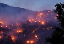 जंगलों को आग से बचाने के लिए मुख्य सचिव ने दिए नए निर्देश