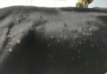 लम्पी वायरस की रोकथाम के लिए पशुपालक मंत्री ने की समीक्षा बैठक, पशुपालकों के लिए एसओपी जारी