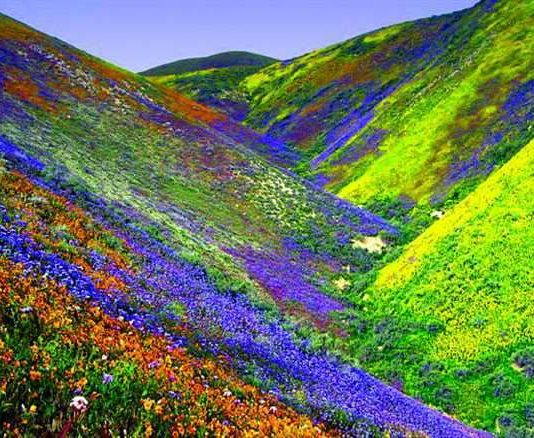 पर्यटकों के लिए वैली ऑफ फ्लावर्स बंद, हर साल देश-विदेश से घाटी का दीदार करने पहुंचते है लोग