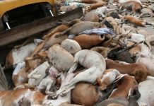 जहरीला इंजेक्शन देकर की 18 कुत्तों की हत्या