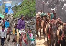 केदारनाथ और यमुनोत्री में घोड़ा-खच्चर से हुआ करोड़ों का कारोबार