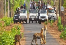 कॉर्बेट नेशनल पार्क में अब फिरसे सैलानी जंगल सफारी का उठा सकेंगे लुत्फ