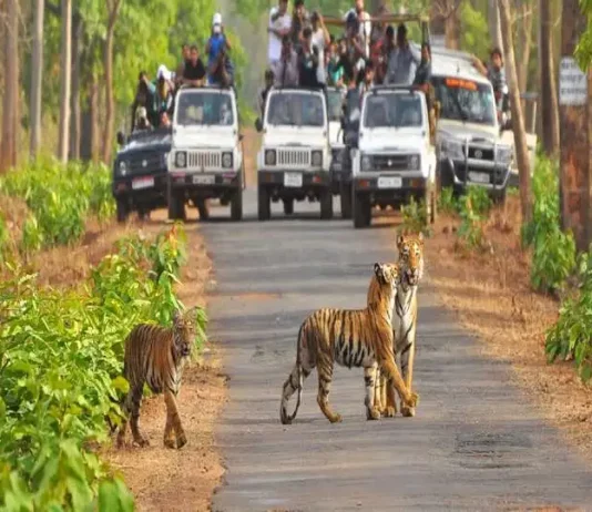 कॉर्बेट नेशनल पार्क में अब फिरसे सैलानी जंगल सफारी का उठा सकेंगे लुत्फ