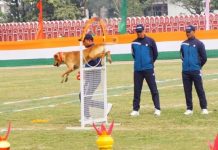 देसी नसल के श्वान ठेंगा ने ठगा लोगों का दिल